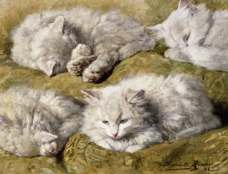 Studies of a Long-haired White Cat, 1896