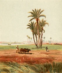 In the Field