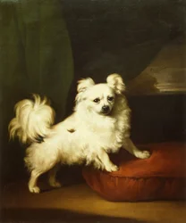 Her Favourite, A White Papillon Standing on a Cushion