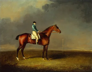 His Royal Highness, the Prince of Wales Bay Racehorse Sir David by Trumpator with Chifney Up, at Newmarket Heath