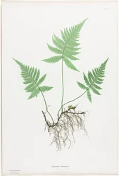 Ferns of Great Britain and Ireland: Polypodium Phegopteris