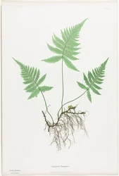 Ferns of Great Britain and Ireland: Polypodium Phegopteris