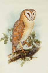 Barn Owl