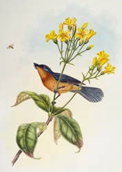 Broad-billed Flycatcher (Myiagra ruficollis)