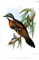 Cinclosoma Castaneothorax Richter