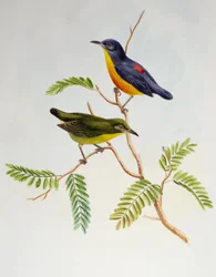 Orange-bellied Flowerpecker (Dicaeum trigonostigma), from Birds of Asia