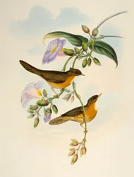 Tawny-bellied Babbler (Dumetia hyperythra), lithograph from Birds of Asia