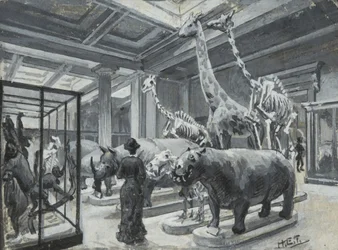 Interior view of the British Museum showing the gallery containing animal exhibits, c.1880
