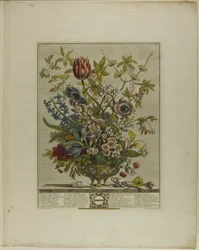 February, from Twelve Months of Flowers