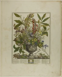 January, from Twelve Months of Flowers