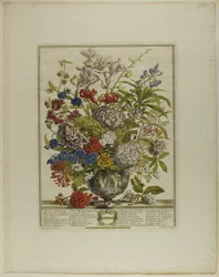 July, from Twelve Months of Flowers