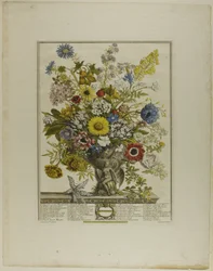 November, from Twelve Months of Flowers