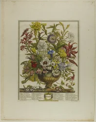 September, from Twelve Months of Flowers