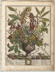 Twelve Months of Flowers: January
