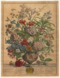 Twelve Months of Flowers: July