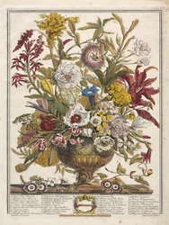 Twelve Months of Flowers: September, 1730