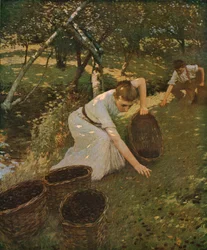 Gathering Plums