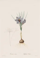 The Lilies: Crocus Sativus