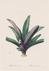 The Lilies: Tradescantia discolor