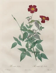 The Roses: Rosa indica