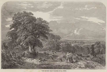 The Harvest Field