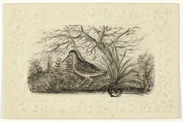 Grouse