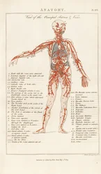 View of the Principal Arteries and Veins