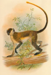 Green Guenon