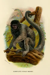 Humboldt