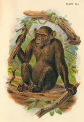 The Bald Chimpanzee