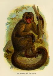 The Bonneted Capuchin