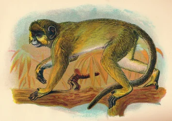 The Talapoin