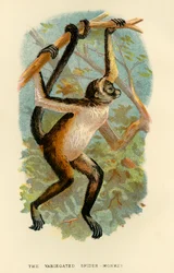The Variegated Spider-Monkey
