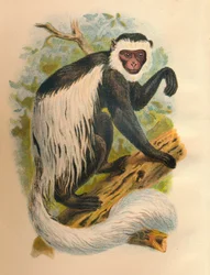 The White-Tailed Guereza, 1897