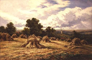 Harvested Field