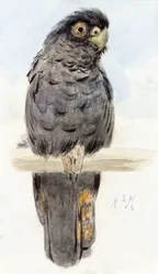 A Black Cockatoo, c. 1890