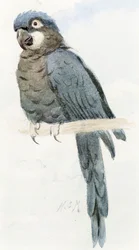 Hyacinth Macaw, c.1890