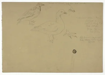 Sketches of Birds