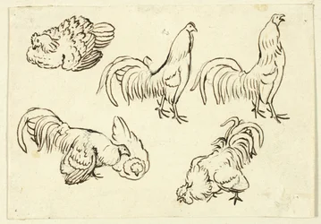 Sketches of Poultry