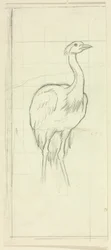 Standing Bird