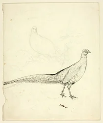Two Sketches of Pheasant (front); Sketch of Pheasants and Female Nude (back)