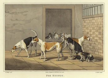 Fox Hounds