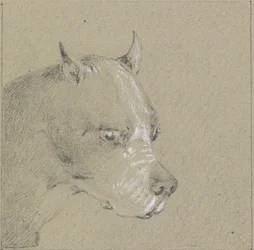 Head and Shoulders of a Boxer Dog