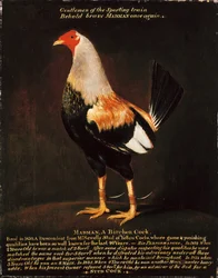 Madman, a Birchen Cock