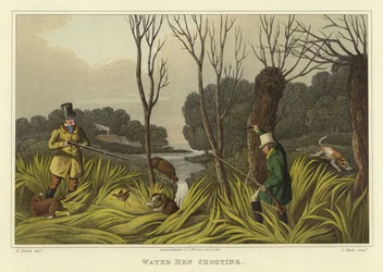 Water Hen Shooting