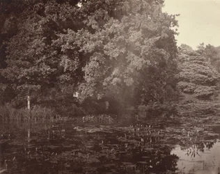 Pond in Park, Surrey