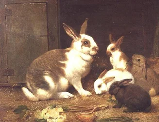 Rabbits Feeding