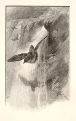 The Bird That Lives in Waterfalls