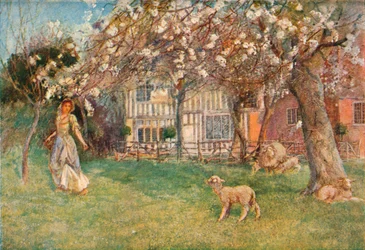 Lambs