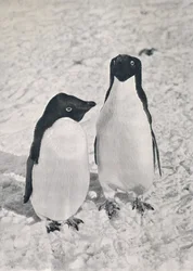 A Pair of Adélie Penguins, 1913